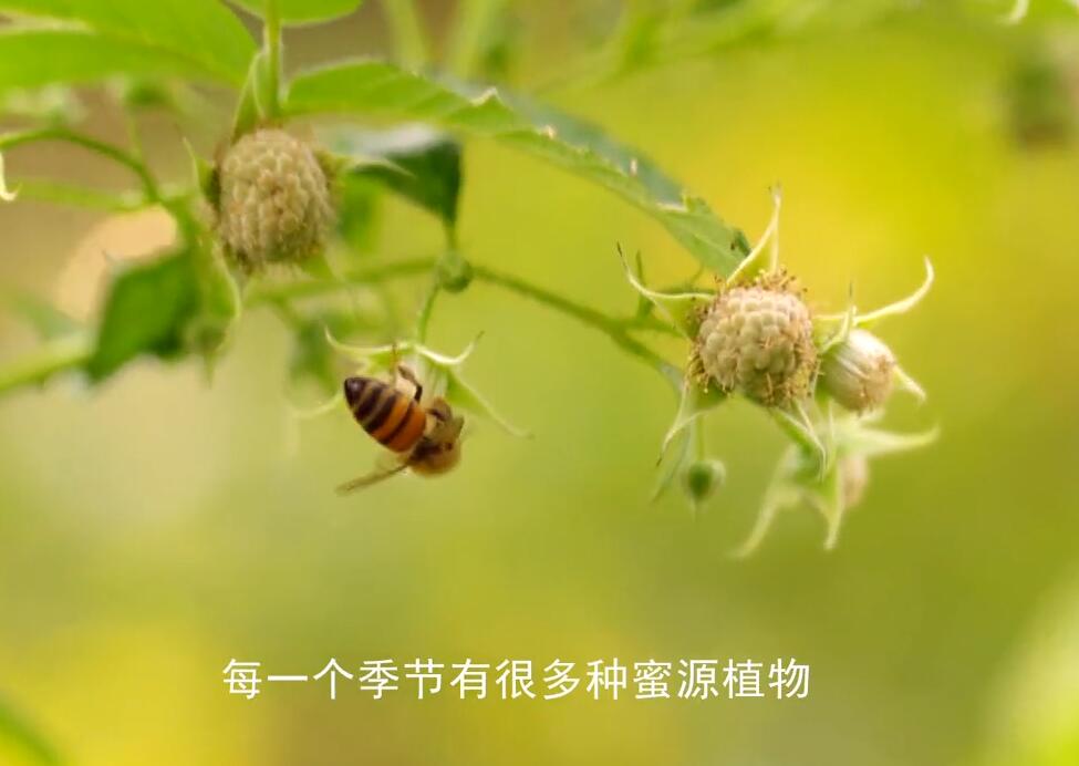 “熊貓村”的甜蜜事業(yè)