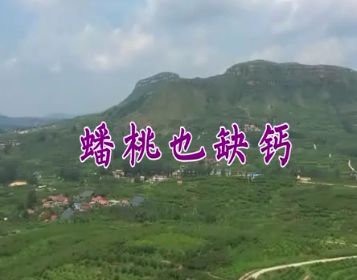 蟠桃也缺鈣5