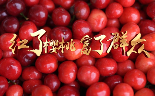 紅了櫻桃 富了群眾9