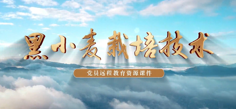 黑小麥栽培技術7