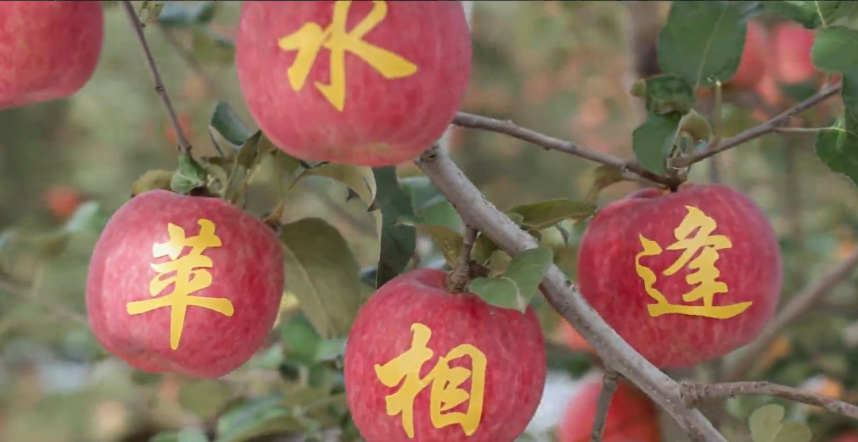 “蘋水”相逢 養身滋味11