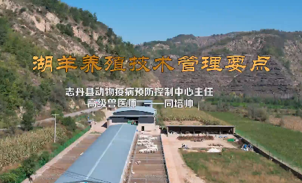 湖羊養殖管理技術管理要點12