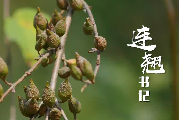 連翹書記4