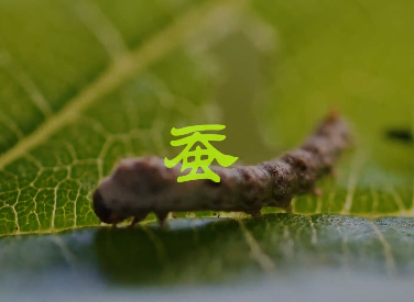 蠶1
