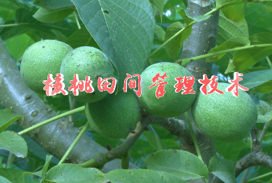核桃田間管理技術8