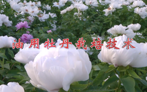 油用牡丹栽培技術8