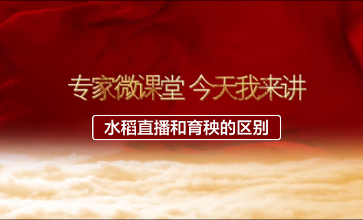 水稻直播和育秧的區別10