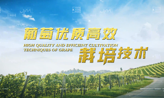 葡萄優質高效栽培技術