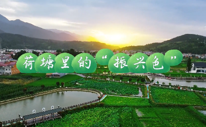 我的村“我”代言——荷...